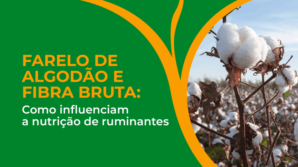 Farelo de Algodão: o impacto da fibra bruta na composição da dieta