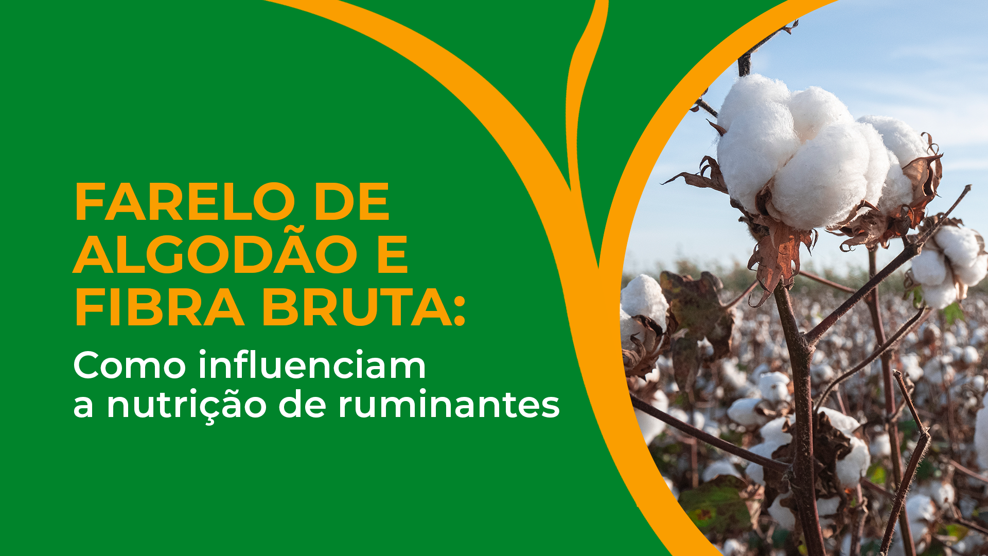 Farelo de Algodão: o impacto da fibra bruta na composição da dieta