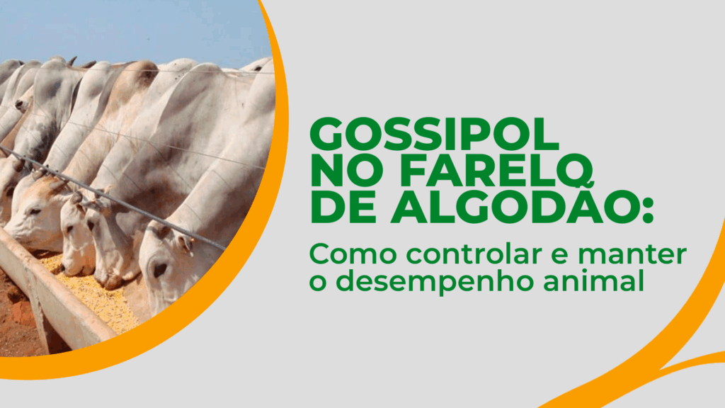 Gossipol no farelo de algodão: riscos, limites e controle técnico