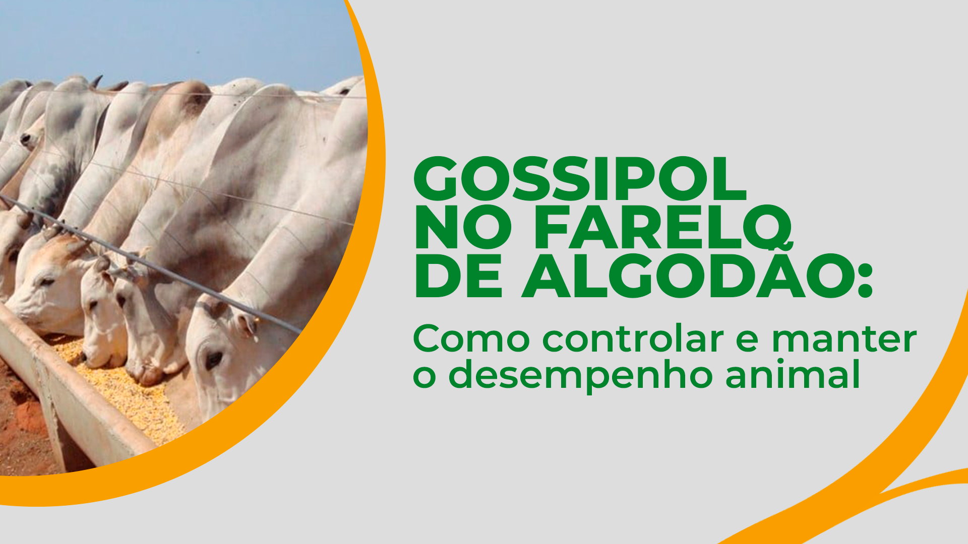 Gossipol no farelo de algodão: riscos, limites e controle técnico