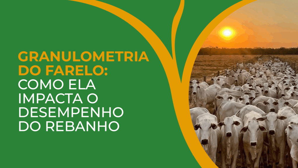 Granulometria do farelo: como ela impacta o desempenho do rebanho