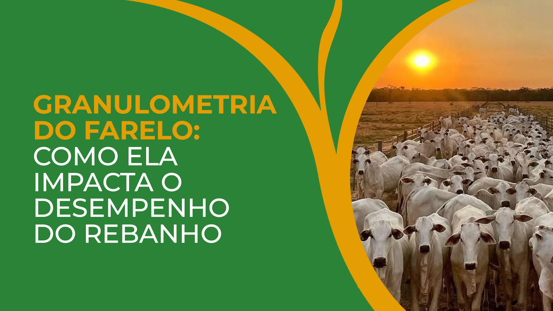 Granulometria do farelo: como ela impacta o desempenho do rebanho