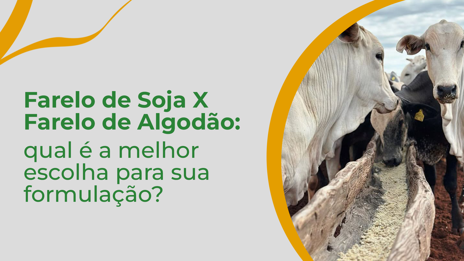 Farelo de soja x farelo de algodão: qual é a melhor escolha para sua formulação?